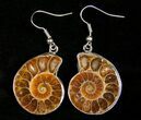 Ammonite Earrings #4512-1